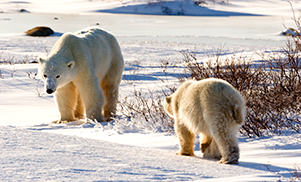 rencontre ours canada